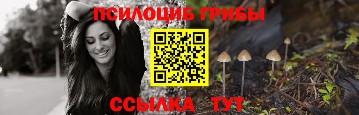 Галлюциногенные грибы Psilocybe Прохладный